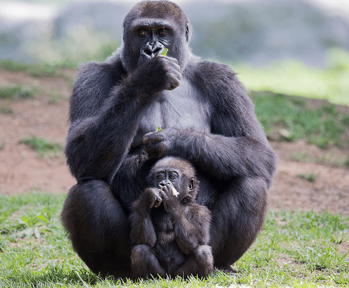 Two young gorillas