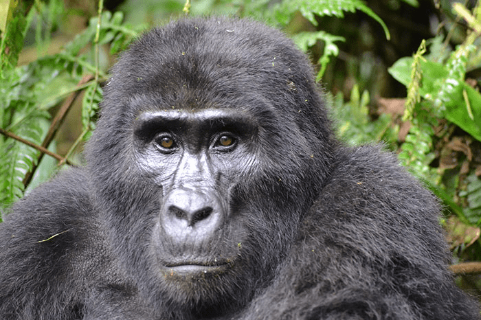 Two young gorillas