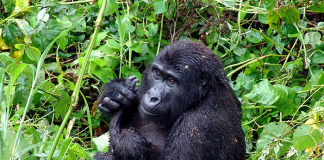 Two young gorillas