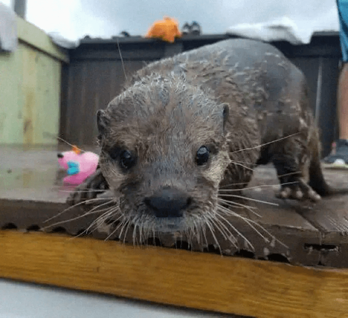 swim with baby otters