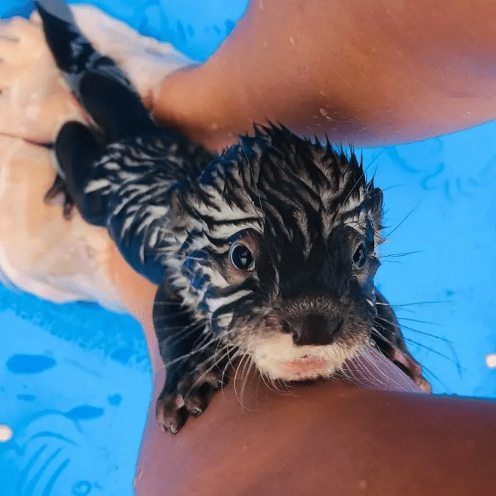 swim with baby otters