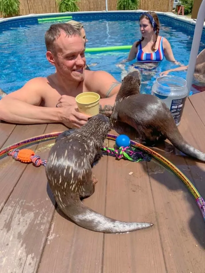 swim with baby otters