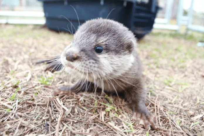  baby otters