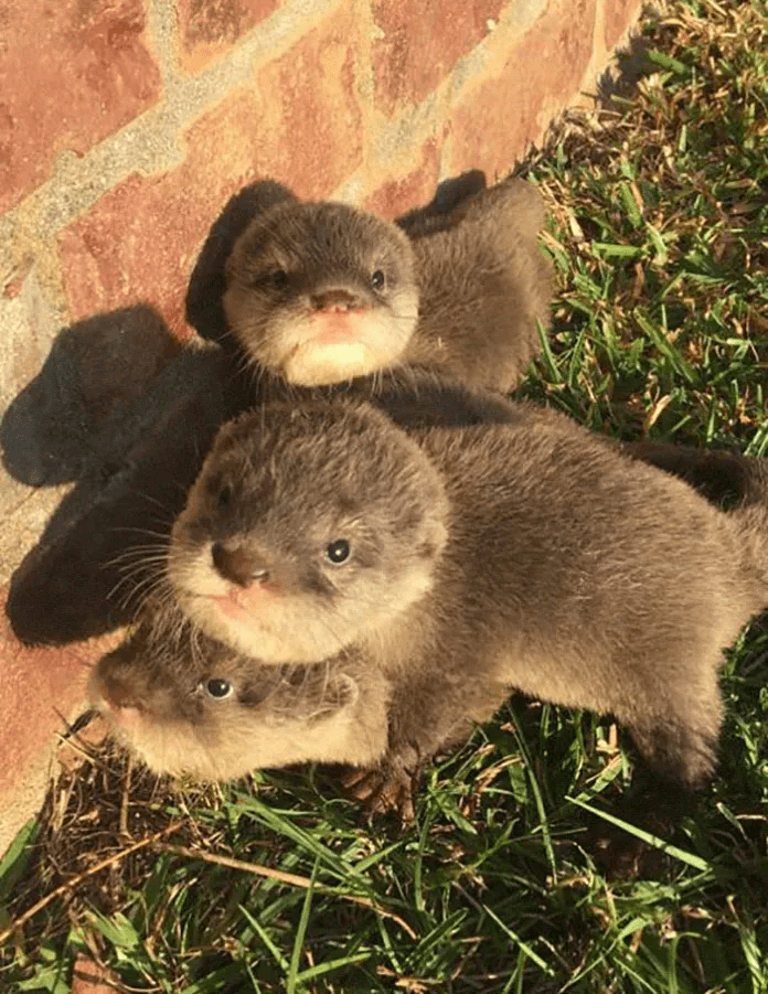  baby otters