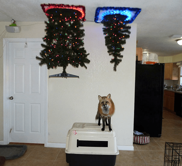 Christmas Trees Safe From Asshole Dogs And Cats. 