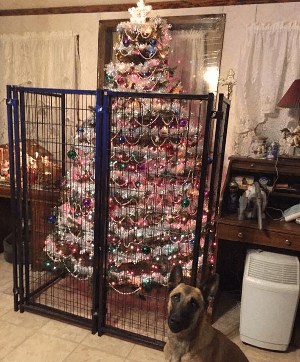 Christmas Trees Safe From Asshole Dogs And Cats. 