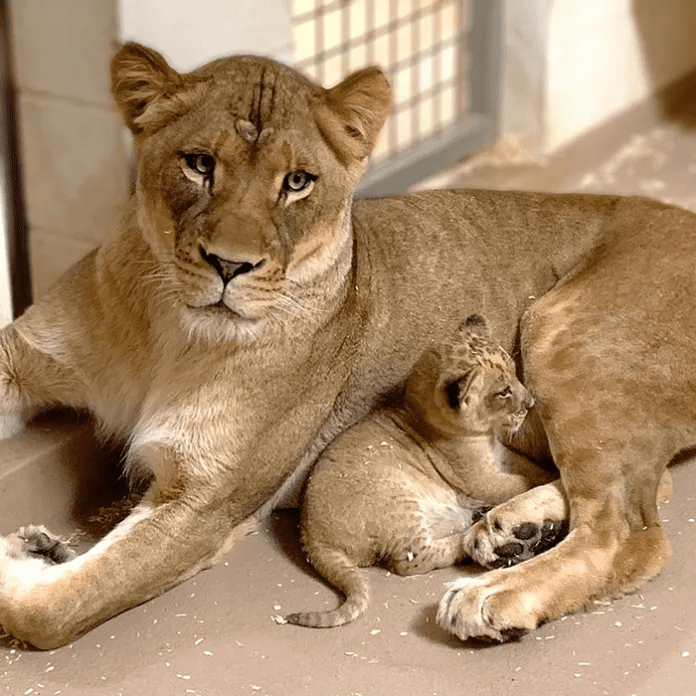 Daddy Lion with his  Baby Cub 