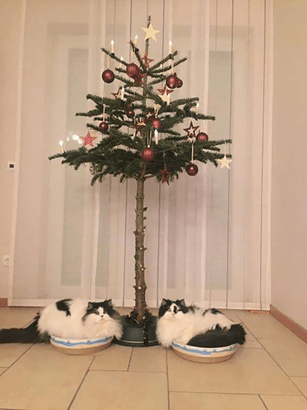 Christmas Trees Safe From Asshole Dogs And Cats. 