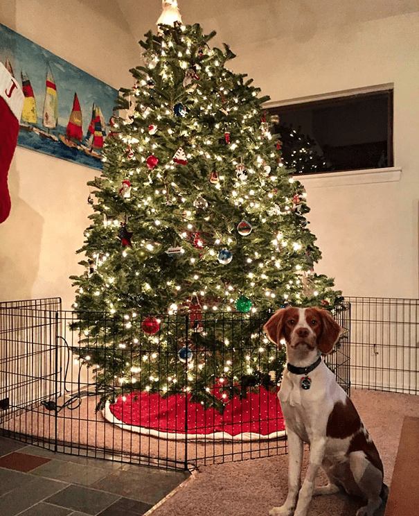 Christmas Trees Safe From Asshole Dogs And Cats. 