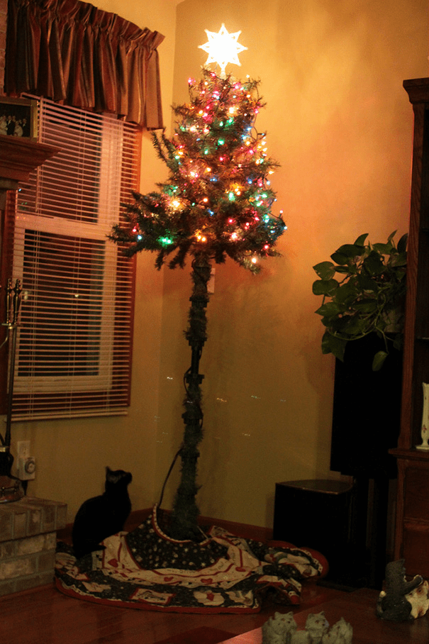 Christmas Trees Safe From Asshole Dogs And Cats. 