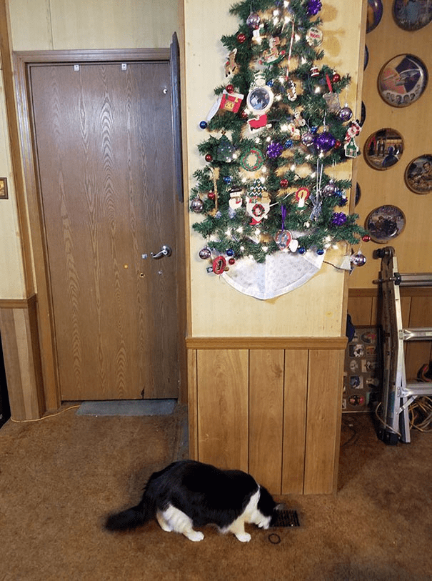 Christmas Trees Safe From Asshole Dogs And Cats. 