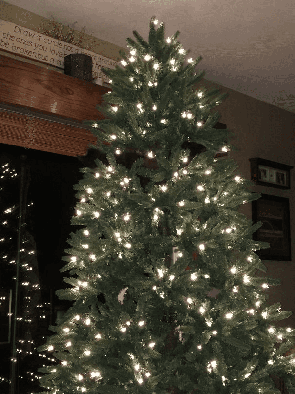 Christmas Trees Safe From Asshole Dogs And Cats. 