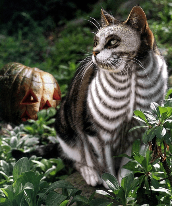 Halloween Costumes for cat