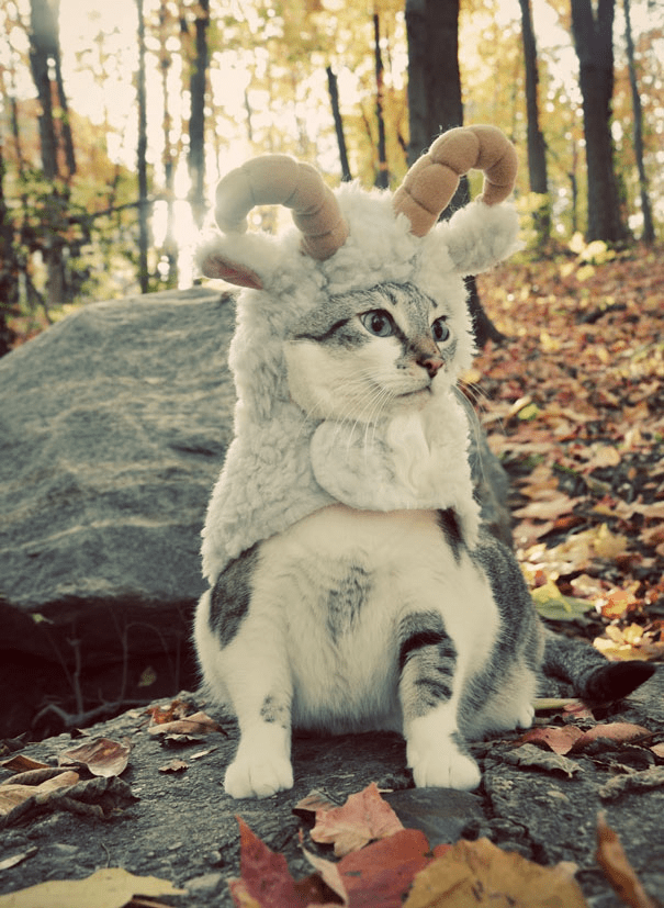 Halloween Costumes for cat