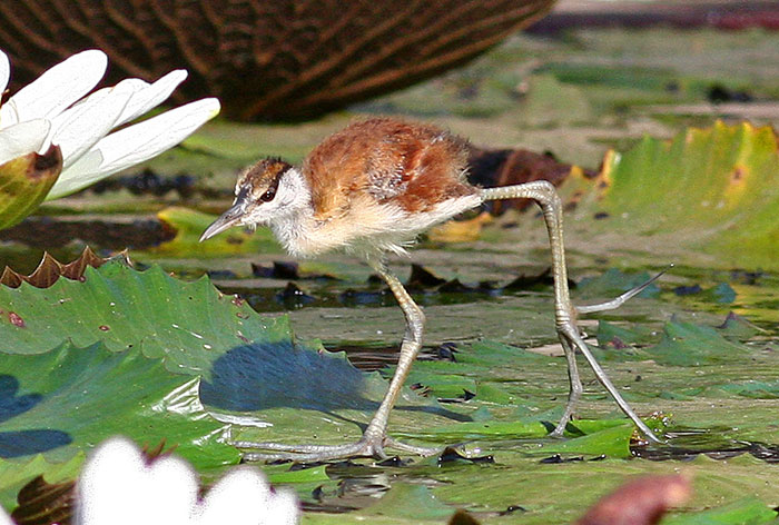 Protective Father Birds Hiding Their Chicks