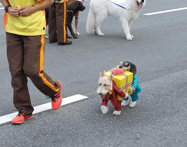 Pet Halloween Costumes