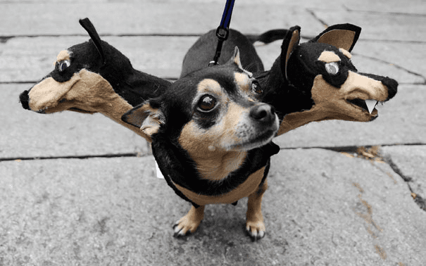 Pet Halloween Costumes