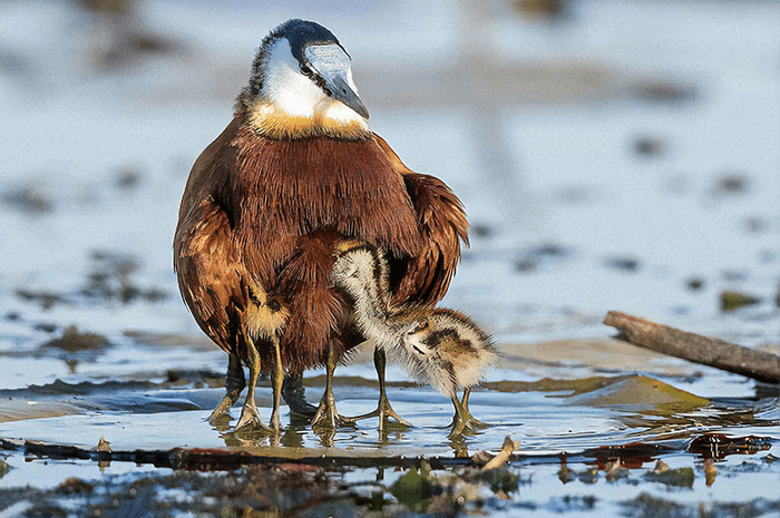 Protective Father Birds Hiding Their Chicks