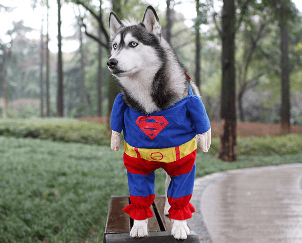 Pet Halloween Costumes