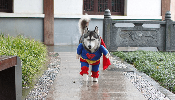 Pet Halloween Costumes