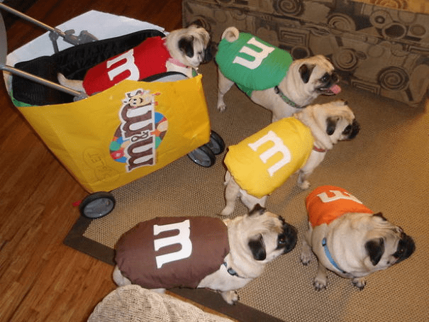 Pet Halloween Costumes