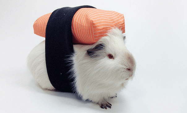 Pet Halloween Costumes