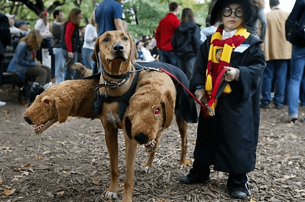 Pet Halloween Costumes