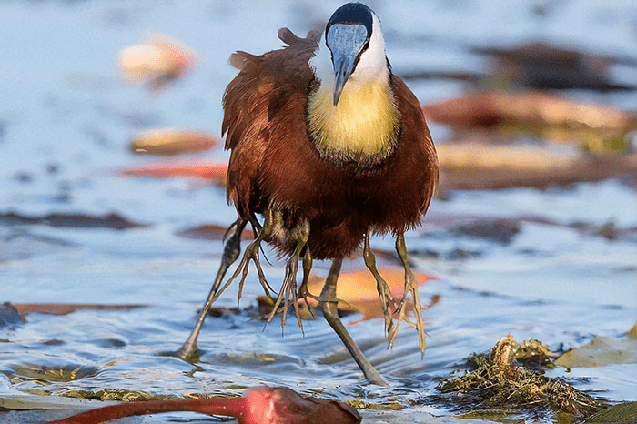 Protective Father Birds Hiding Their Chicks