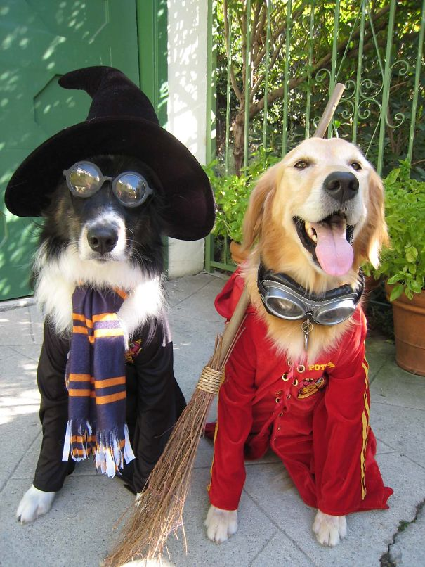 Pet Halloween Costumes