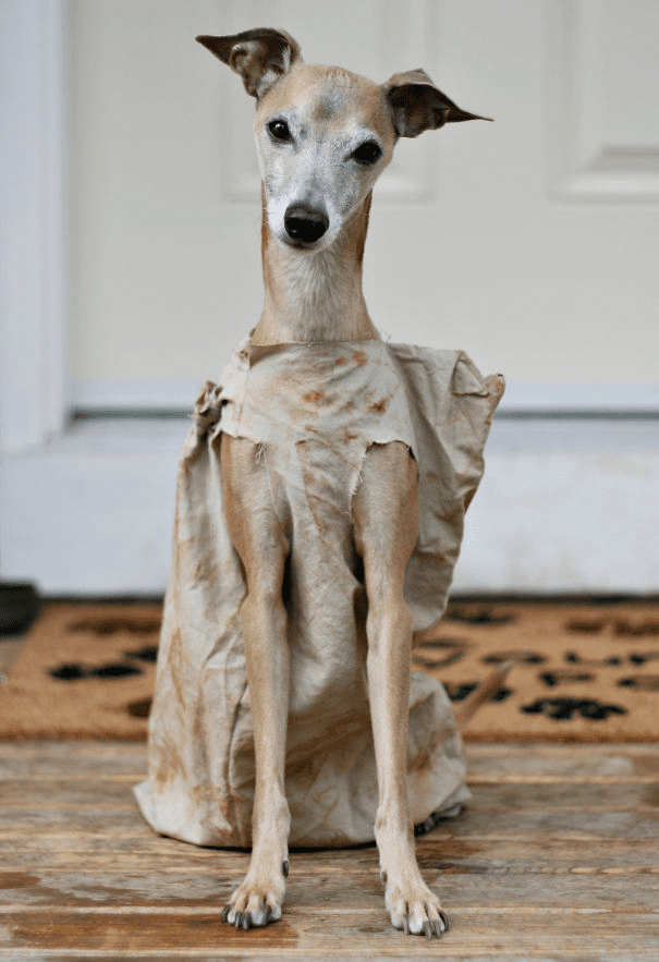 Pet Halloween Costumes