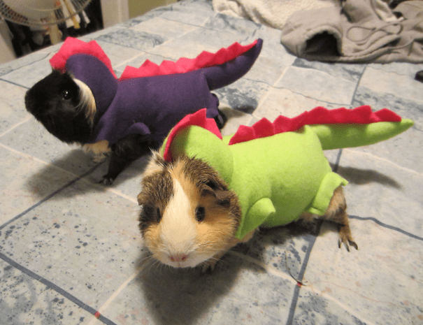 Pet Halloween Costumes