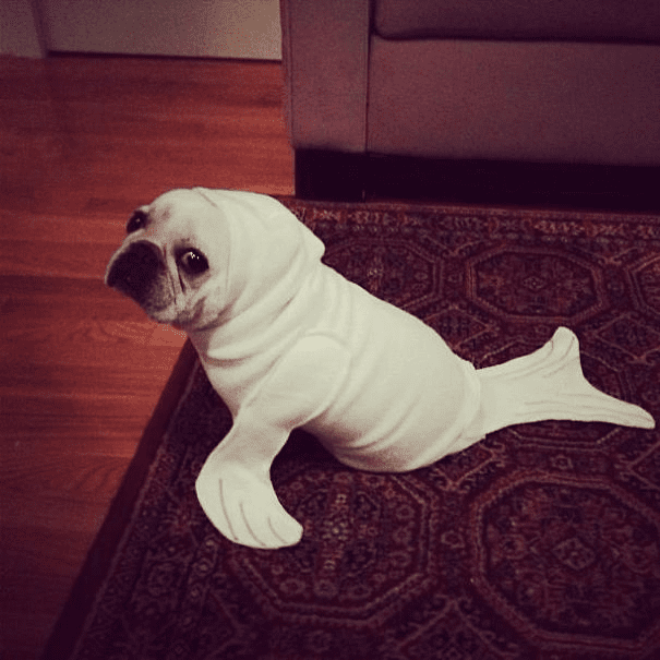 Pet Halloween Costumes