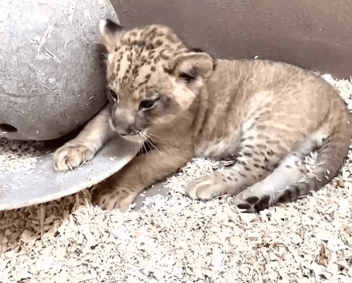 Daddy Lion with his  Baby Cub 