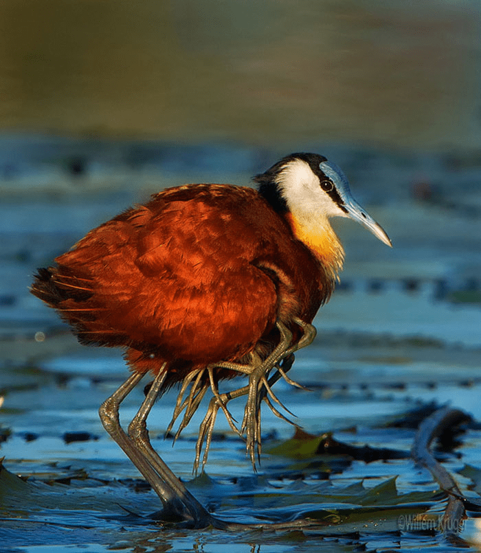 Protective Father Birds Hiding Their Chicks