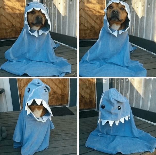 Pet Halloween Costumes