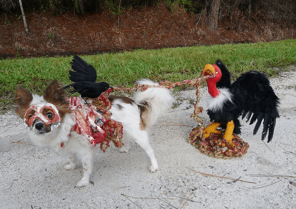 Pet Halloween Costumes