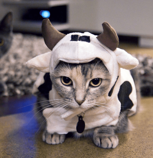 Pet Halloween Costumes