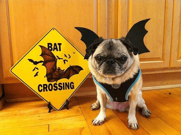 Pet Halloween Costumes