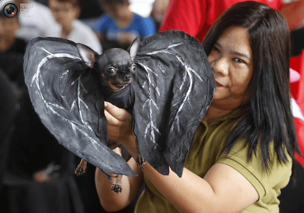 Pet Halloween Costumes