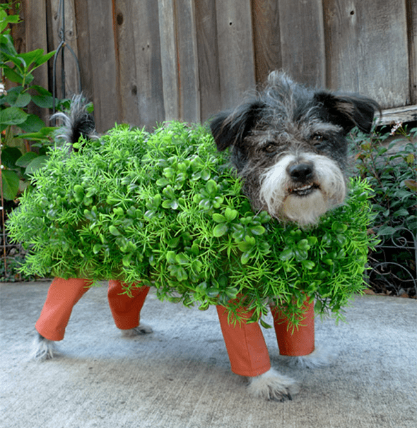 Pet Halloween Costumes