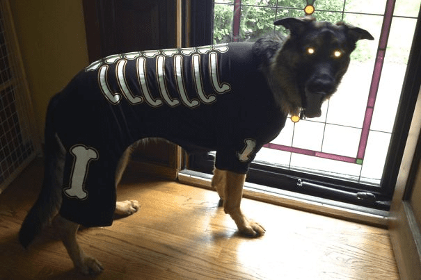 Pet Halloween Costumes