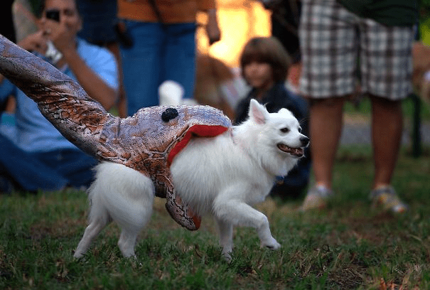 Pet Halloween Costumes