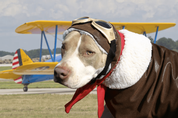 Pet Halloween Costumes