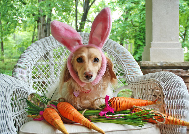 Pet Halloween Costumes