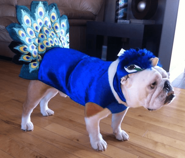 Pet Halloween Costumes