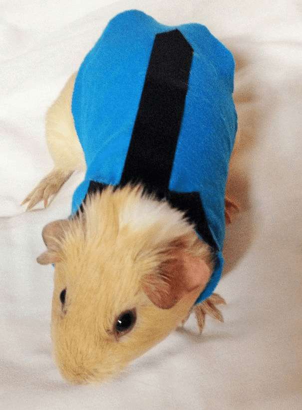 Pet Halloween Costumes