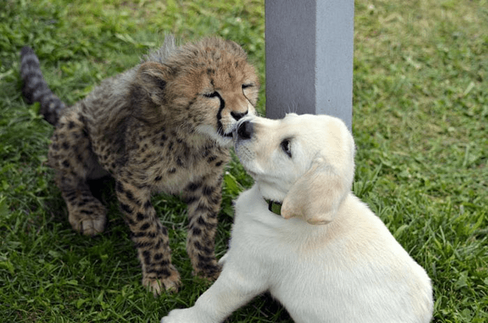 cheetah with cute dog