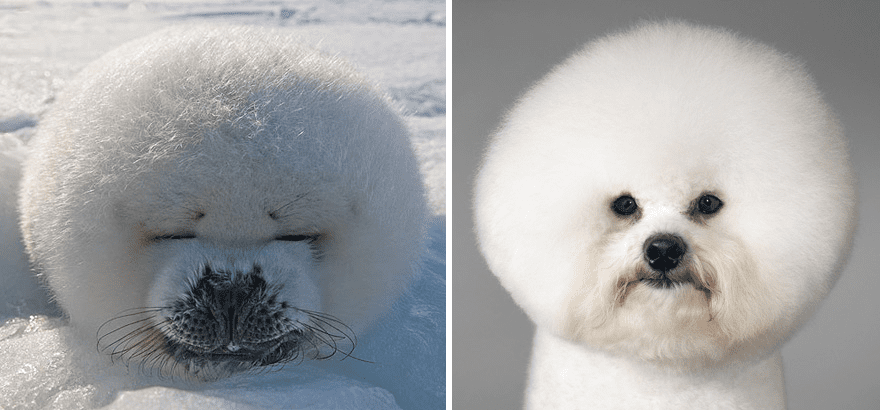 Adorable seal