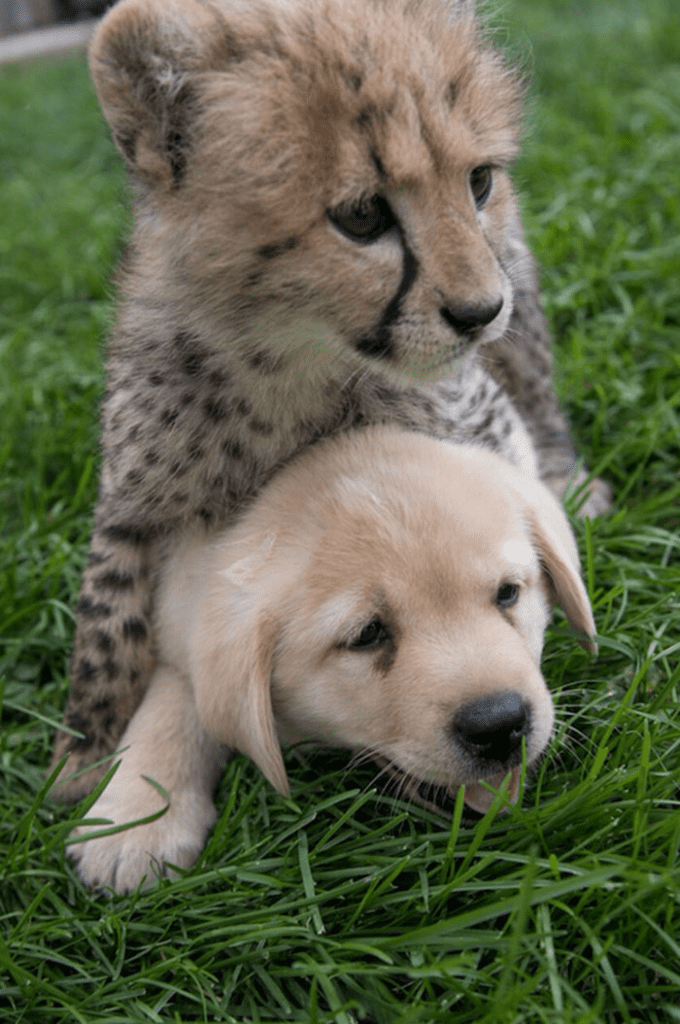 cheetah with cute dog