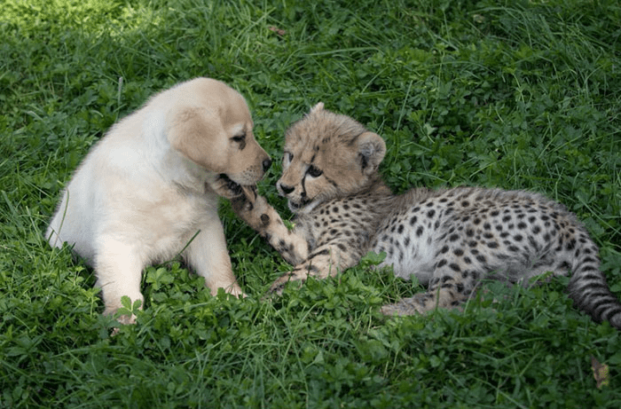 cheetah with cute dog